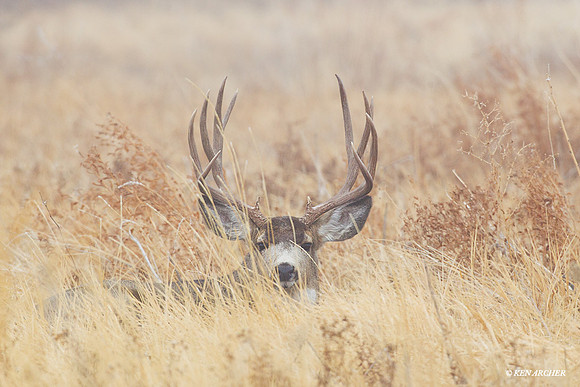 MUDR01826 Mule Deer