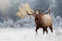 Rocky Mountain Bull Elk