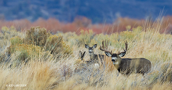 Mule Deer Buck and Doe - MUDR01584