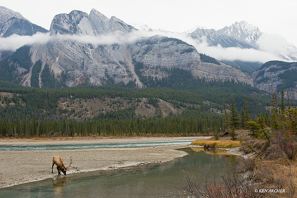 Bull Elk Drinking, Canadian Rockies