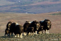 Musk Ox, Alaska - NMMO00108