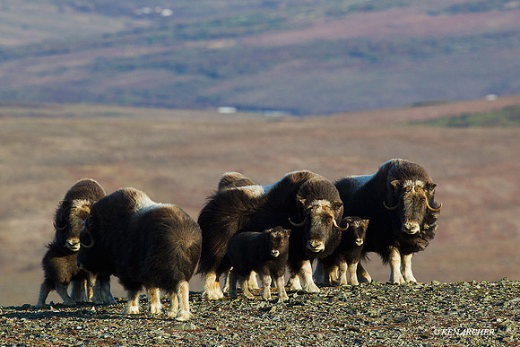 Musk Ox, Alaska - NMMO00108