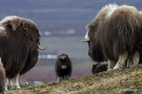 NMMO01772 _ Musk Ox