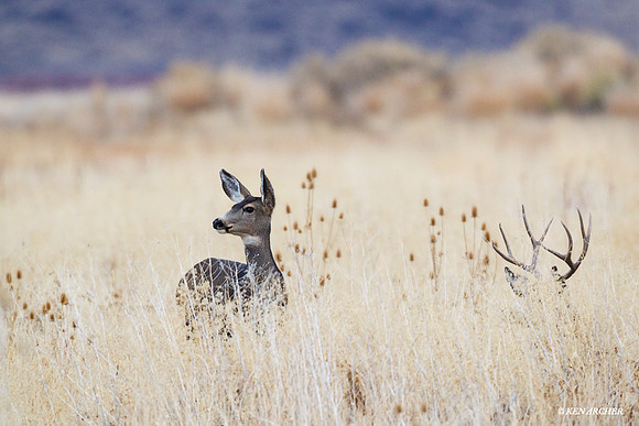 MUDR01493 Mule Deer