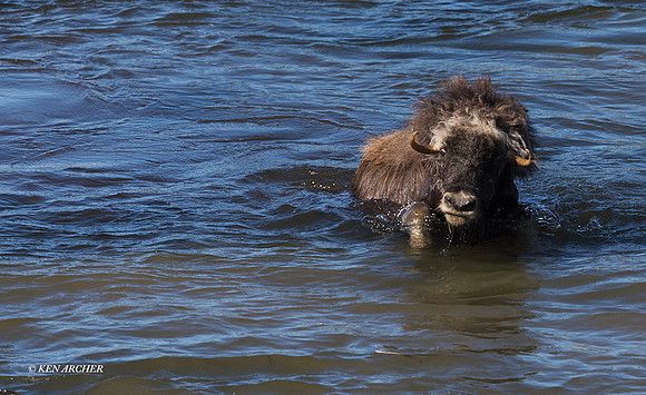 NMMO02202 - Musk Ox