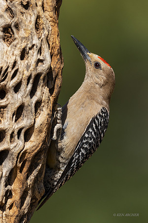 AZGW00011 - Gila Woodpecker