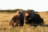 NMMO00815 - Musk Ox