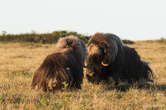 NMMO00815 - Musk Ox