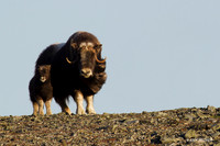 MUsk Ox
