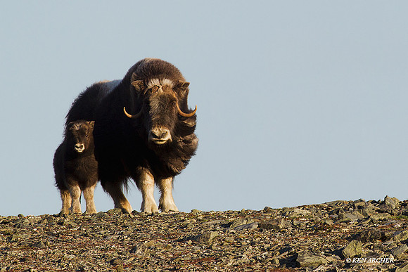 MUsk Ox