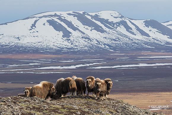 NMMO01912 - Musk Ox