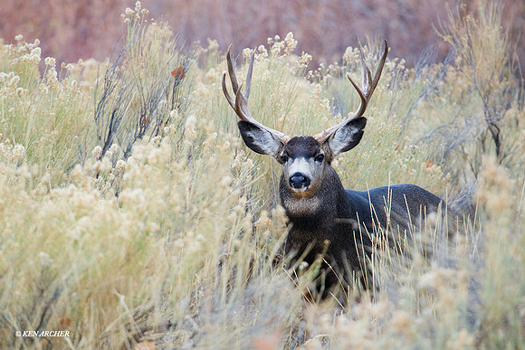 Mule Deer Buck - MUDR01560