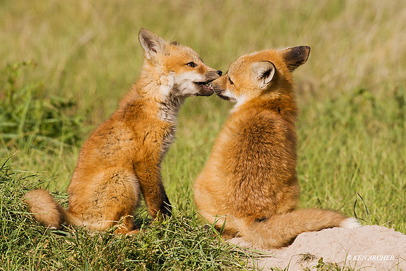 Red Fox Kits Playing - RF00166
