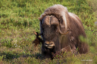NMMO02167 - Musk Ox