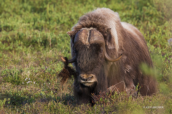 NMMO02167 - Musk Ox