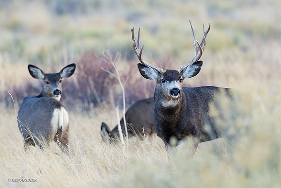MUDR01962 Mule Deer