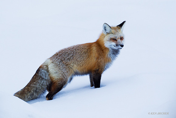 Red Fox - RFWR00011