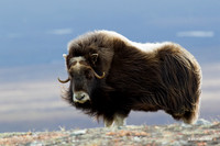 Musk Ox - NMMO00341