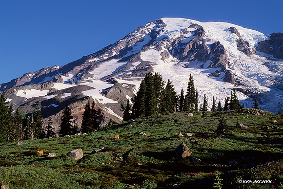 MRNP010052 Mount Rainier, black-tail deer