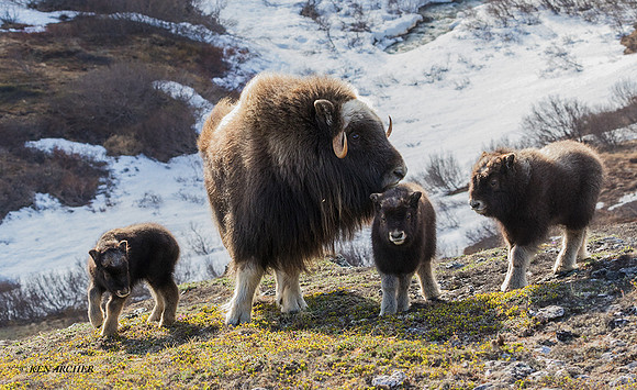 NMMO01851 - Musk Ox