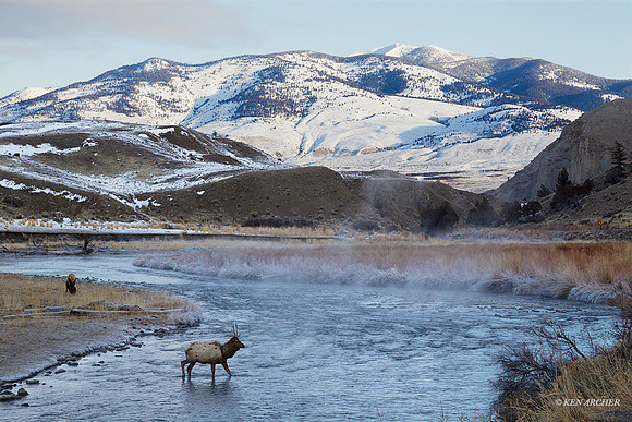 EKWR00816 Rocky Mountain Elk