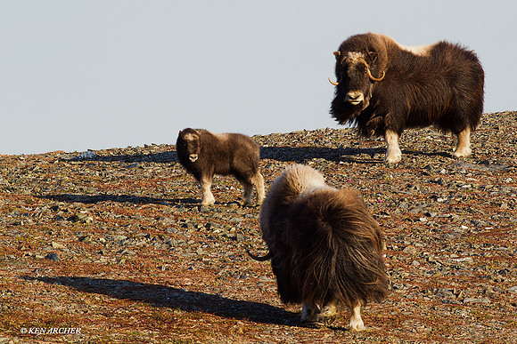 Musk Ox - NMMO00075