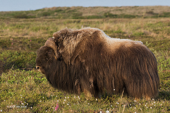 NMMO02155 - Musk Ox