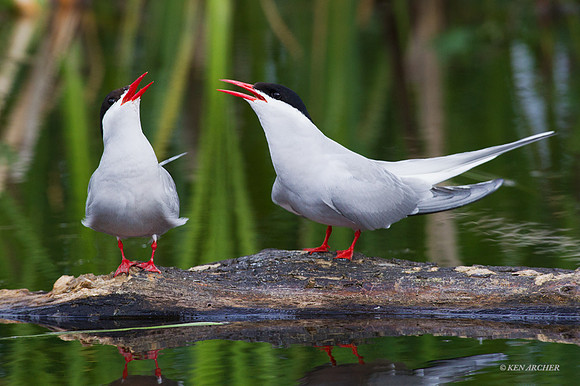 SDAT00100 Arctic Tern