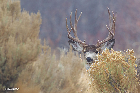 MUDR01837 Mule Deer