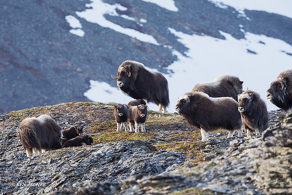 NMMO01610 - Musk Ox