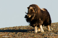NMMO00077 Musk Ox