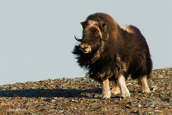 NMMO00077 Musk Ox
