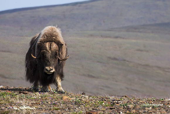 NMMO02231 - Musk Ox & Mosquitos