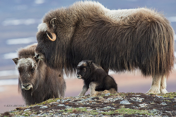 NMMO01655 - Musk Ox