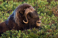 NMMO00708 - Musk Ox
