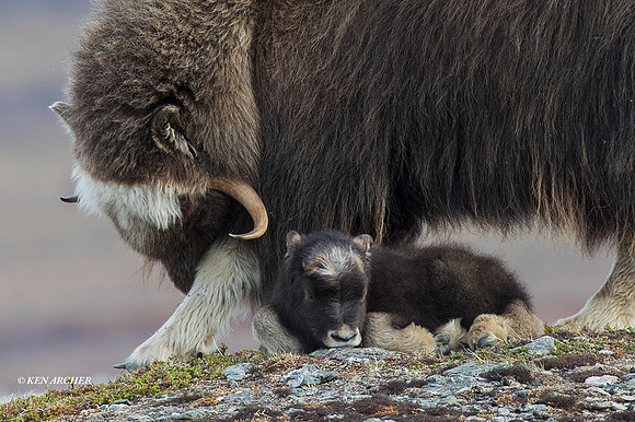 NMMO01697 - Musk Ox