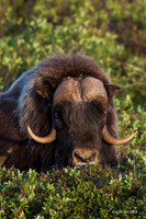NMMO00692 - Musk Ox