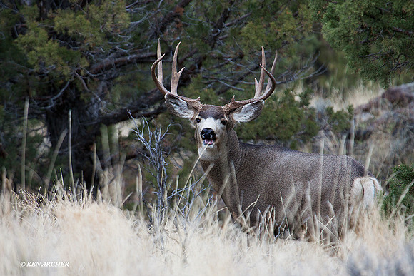 MLDR00515 Mule Deer