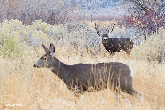 Mule Deer - MUDR01552