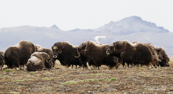 NMMO00430 - Musk Ox