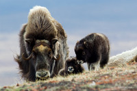 NMMO00356 Musk Ox