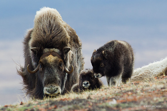 NMMO00356 Musk Ox