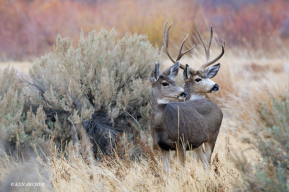 MUDR01723 Mule Deer