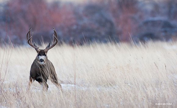 MLDR01109 Mule Deer
