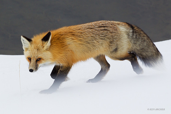 Red Fox - RFWR00426