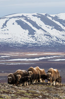 NMMO01934 _ Musk Ox
