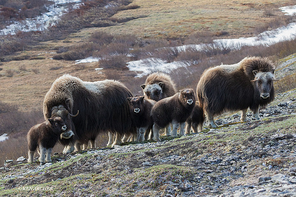 NMMO01870 - Musk Ox