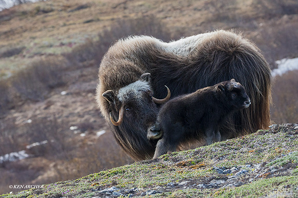 NMMO01892 - Musk Ox