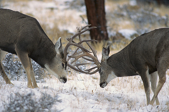 MUDR481798 Mule Deer Bucks Sparring