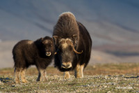 NMMO01158 - Musk Ox